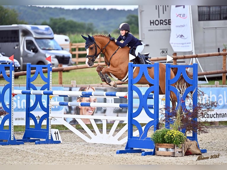 NRPS Merrie 13 Jaar 148 cm Donkere-vos in Cremlingen