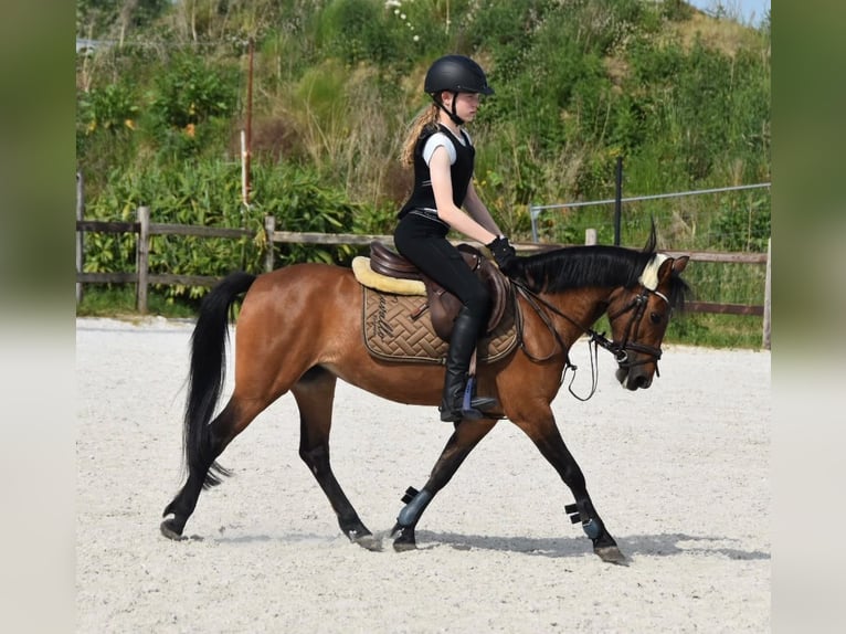 NRPS Merrie 14 Jaar 126 cm Bruin in Oud Gastel