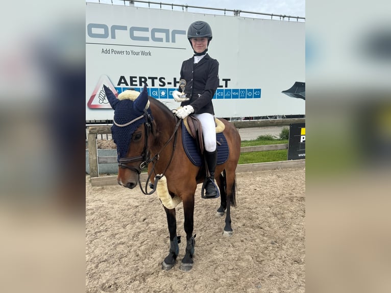 NRPS Merrie 14 Jaar 126 cm Bruin in Oud Gastel