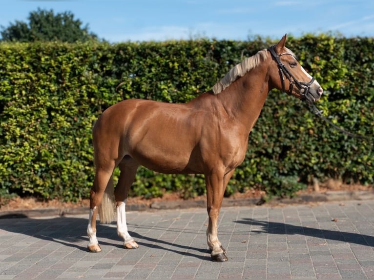 NRPS Merrie 14 Jaar 158 cm Vos in Waldfeucht