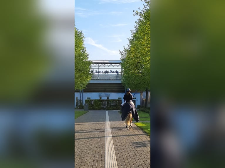 NRPS Merrie 14 Jaar 158 cm Vos in Waldfeucht