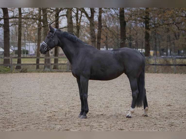 NRPS Merrie 14 Jaar 175 cm Donkerbruin in Woudenberg