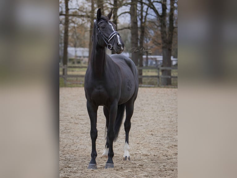 NRPS Merrie 14 Jaar 175 cm Donkerbruin in Woudenberg
