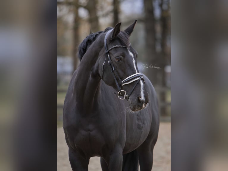 NRPS Merrie 14 Jaar 175 cm Donkerbruin in Woudenberg