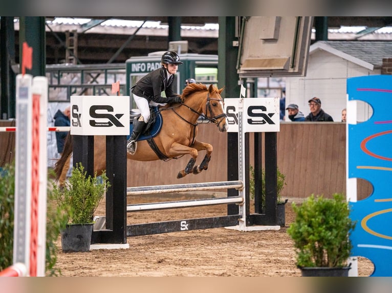NRPS Merrie 15 Jaar 142 cm Vos in Emblem