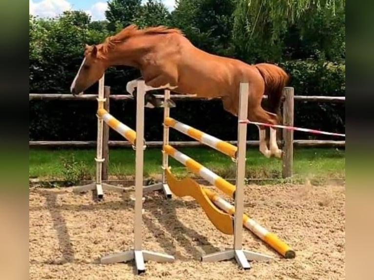 NRPS Merrie 15 Jaar 146 cm Vos in Bad Sassendorf