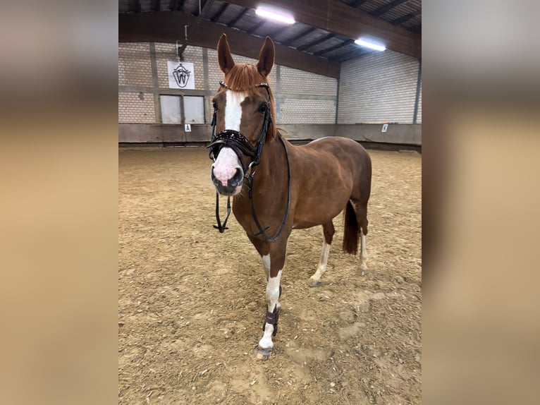 NRPS Merrie 15 Jaar 146 cm Vos in Bad Sassendorf