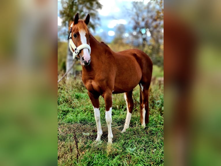 NRPS Merrie 16 Jaar 147 cm Vos in Bad Sassendorf
