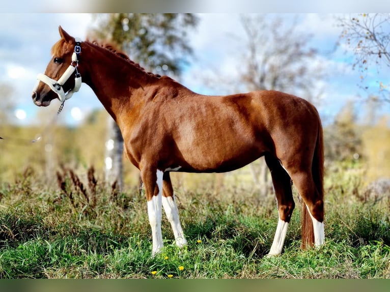NRPS Merrie 16 Jaar 147 cm Vos in Bad Sassendorf