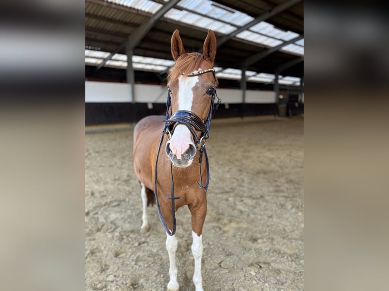 NRPS Merrie 16 Jaar 147 cm Vos in Bad Sassendorf