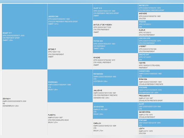 NRPS Merrie 16 Jaar 161 cm Bruin in Evergem