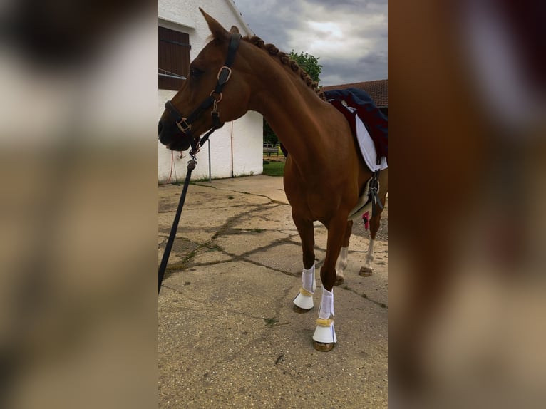 NRPS Merrie 17 Jaar 142 cm Vos in Schrobenhausen