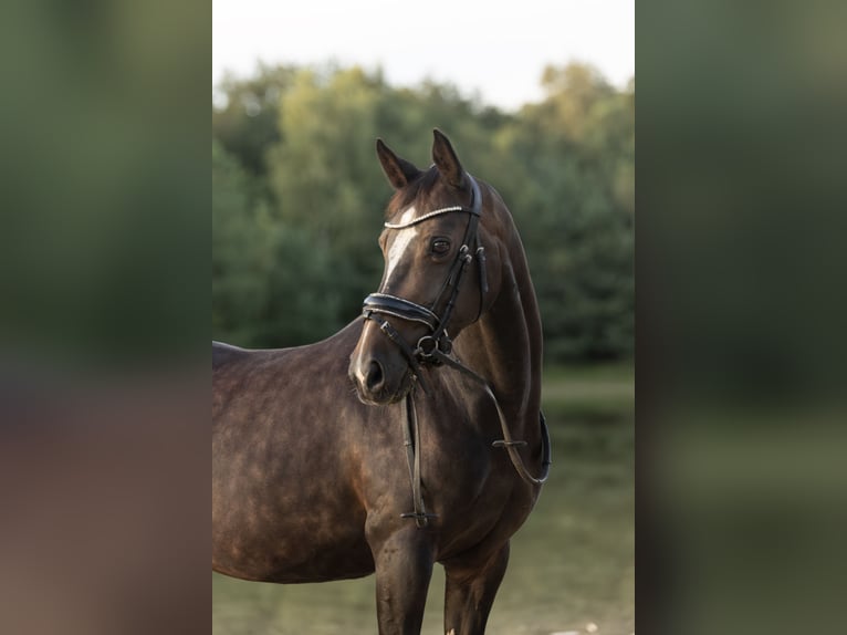 NRPS Merrie 17 Jaar 143 cm Bruin in Beilen