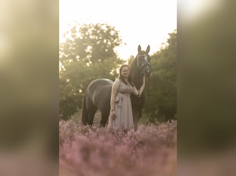 NRPS Merrie 17 Jaar 143 cm Bruin in Beilen