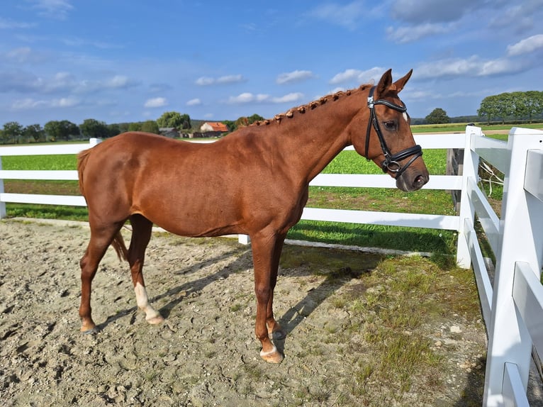 NRPS Merrie 17 Jaar 148 cm Vos in Milsbeek