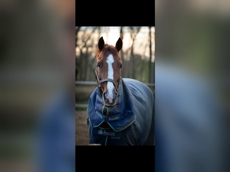 NRPS Mix Merrie 18 Jaar 153 cm Vos in Haalderen