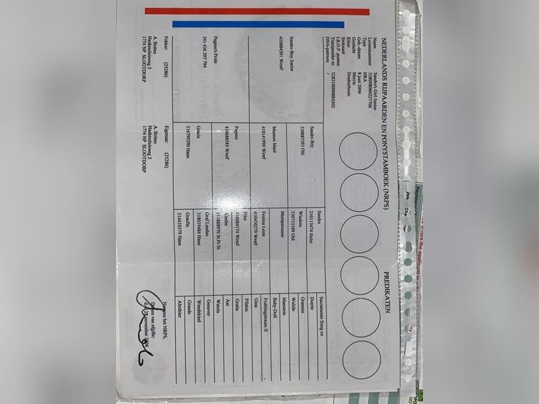 NRPS Merrie 19 Jaar 168 cm Donkerbruin in Wietmarschen