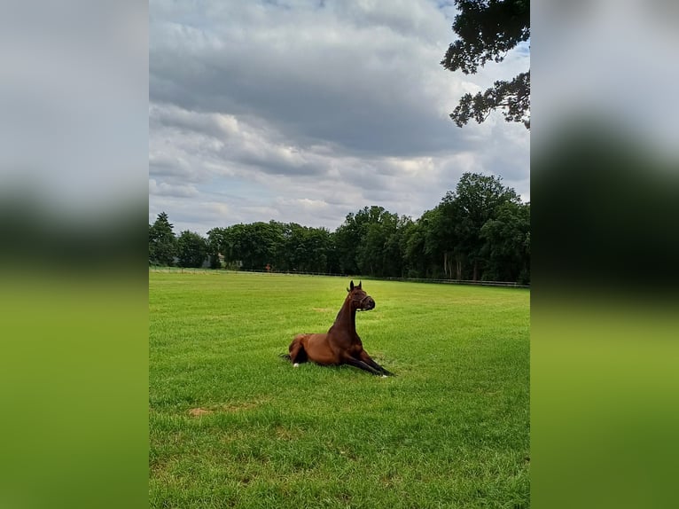 NRPS Merrie 19 Jaar 168 cm Donkerbruin in Wietmarschen