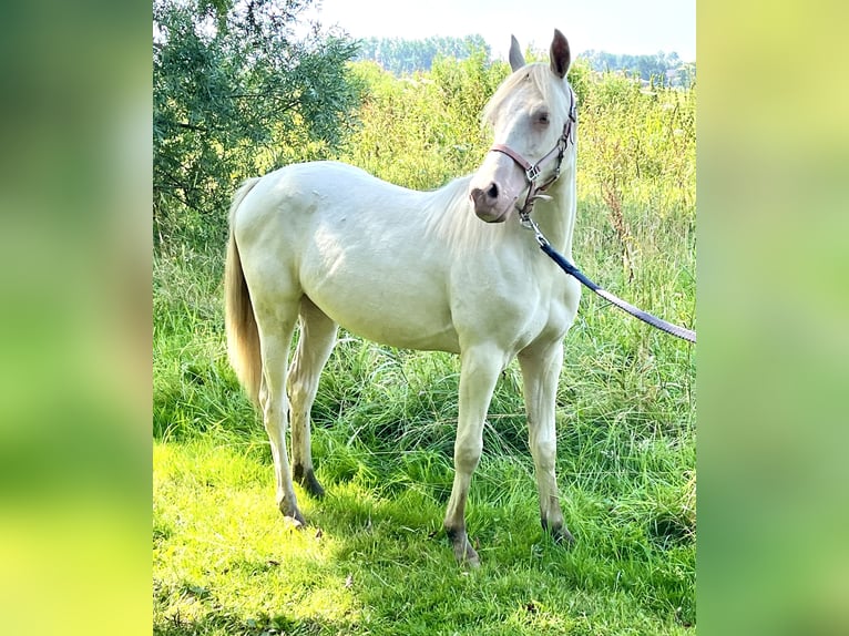 NRPS Mix Merrie 1 Jaar 130 cm Perlino in Horssen