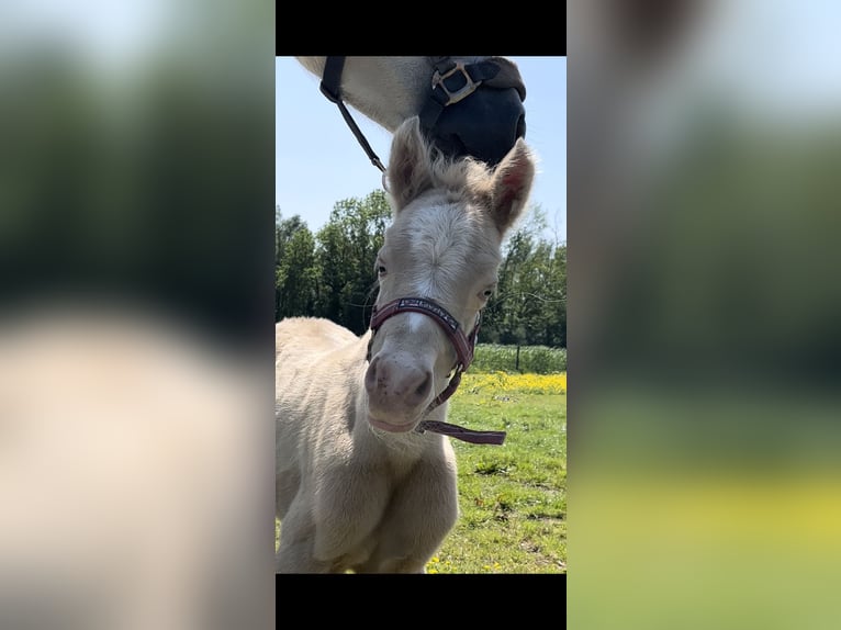 NRPS Mix Merrie 1 Jaar 130 cm Perlino in Horssen