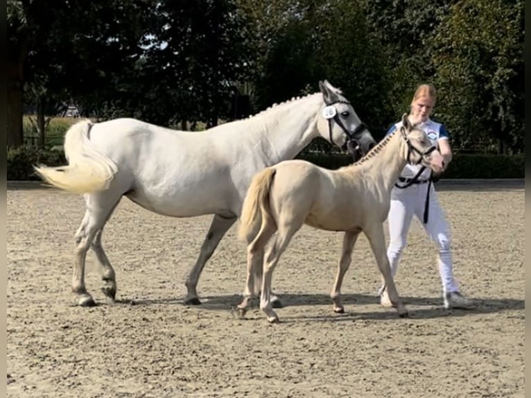 NRPS Mix Merrie 1 Jaar 130 cm Perlino in Horssen