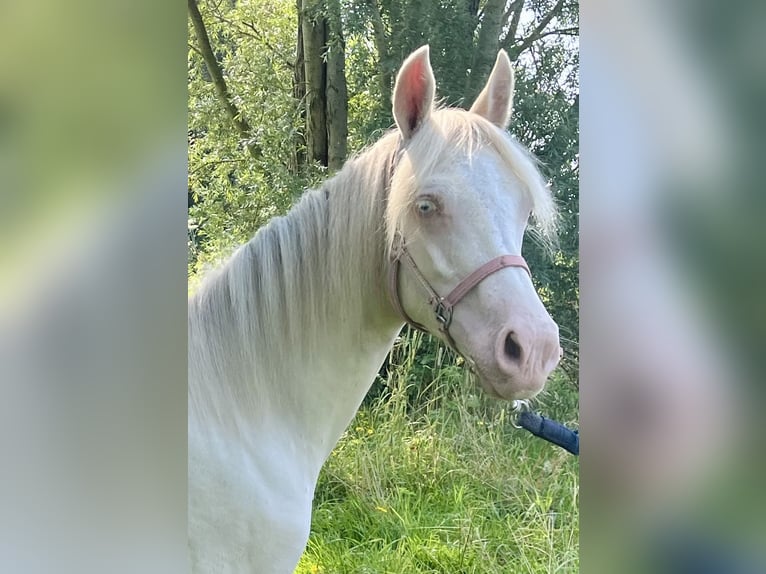 NRPS Mix Merrie 1 Jaar 130 cm Perlino in Horssen