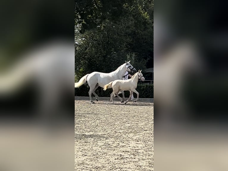 NRPS Mix Merrie 1 Jaar 130 cm Perlino in Horssen