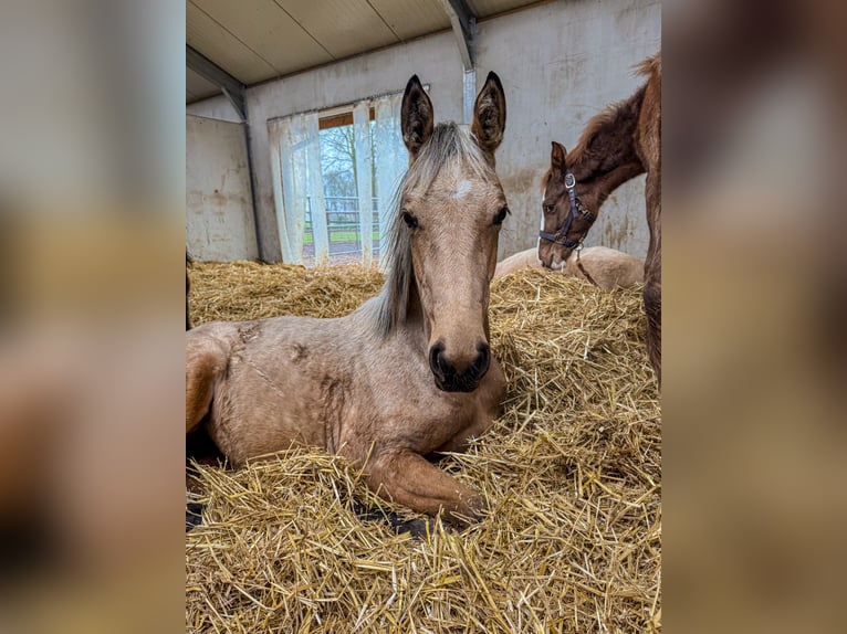 NRPS Merrie 1 Jaar 140 cm Buckskin in Apeldoorn