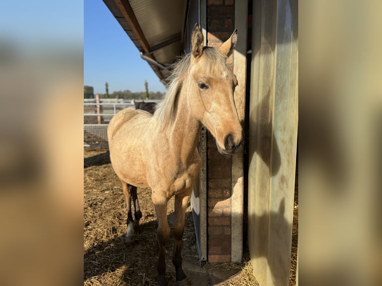 NRPS Merrie 1 Jaar 140 cm Buckskin in Apeldoorn