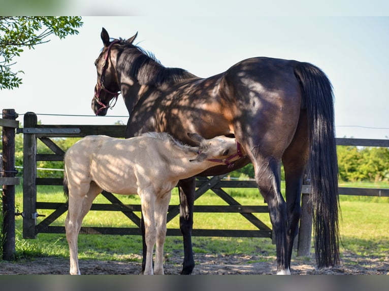 NRPS Merrie 1 Jaar 140 cm Buckskin in Apeldoorn