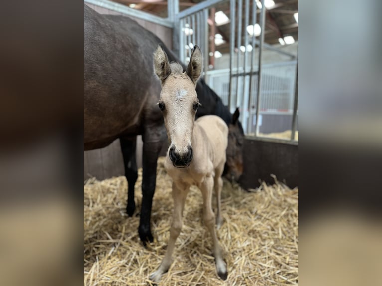 NRPS Merrie 1 Jaar 140 cm Buckskin in Apeldoorn