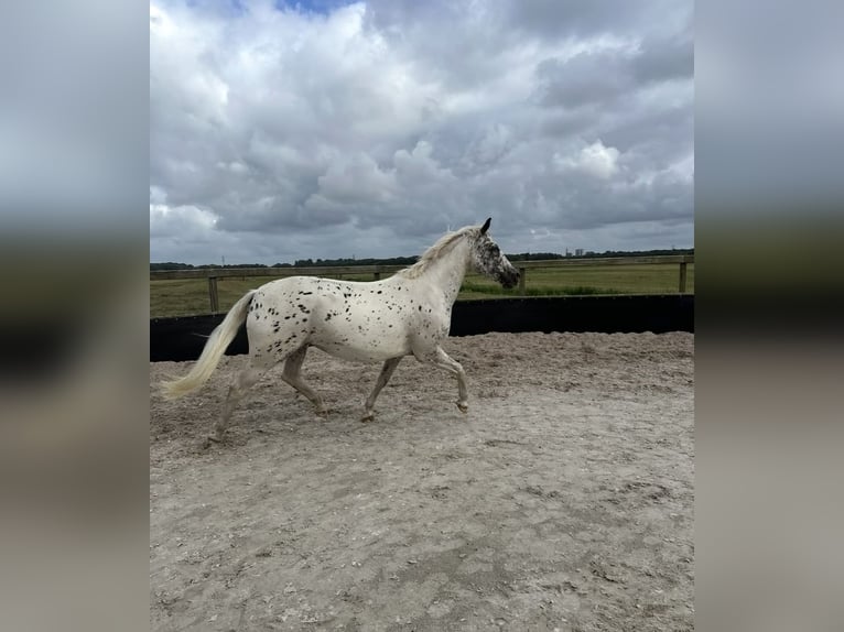 NRPS Merrie 1 Jaar 148 cm Appaloosa in Wassenaar