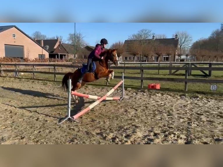 NRPS Merrie 22 Jaar 139 cm Vos in Geffen