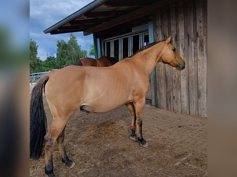 NRPS Merrie 22 Jaar 145 cm  in Trebbin