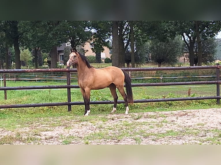 NRPS Merrie 2 Jaar 144 cm Buckskin in Sint Hubert