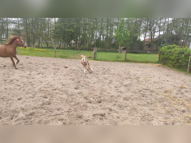 NRPS Merrie 2 Jaar 153 cm Palomino in Dwingeloo