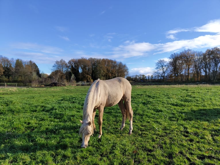 NRPS Merrie 2 Jaar 153 cm Palomino in Dwingeloo