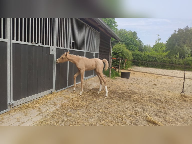 NRPS Merrie 2 Jaar 153 cm Palomino in Dwingeloo