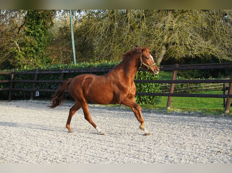 NRPS Merrie 2 Jaar 160 cm Zwart in Groningen