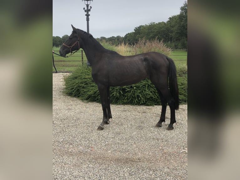 NRPS Merrie 2 Jaar 162 cm Bruin in Eibergen