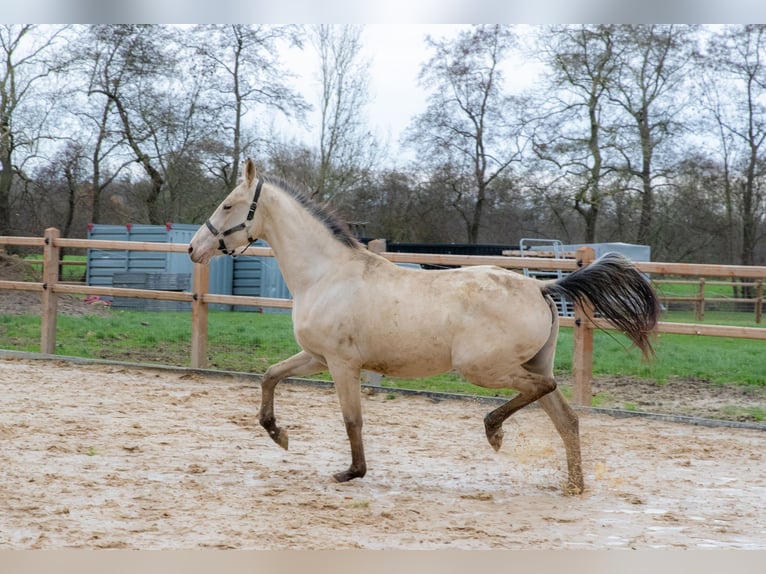 NRPS Merrie 2 Jaar 166 cm Buckskin in Lutjegast