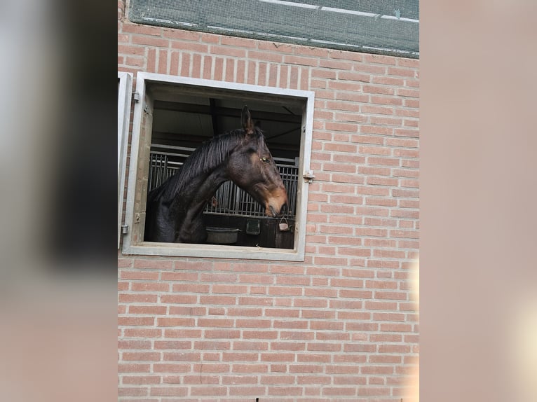 NRPS Merrie 2 Jaar 180 cm Bruin in Landgraaf