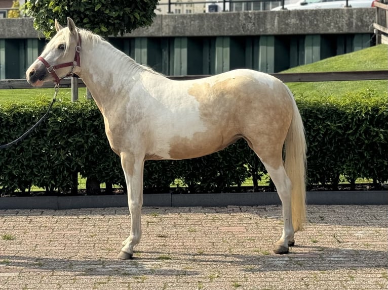 NRPS Mix Merrie 3 Jaar 132 cm Gevlekt-paard in IJsselstein