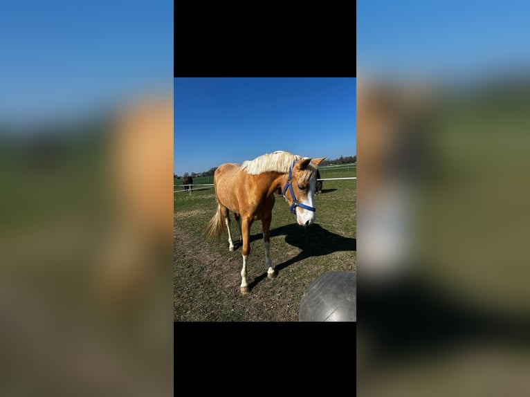 NRPS Merrie 3 Jaar 137 cm Palomino in Siebengewald
