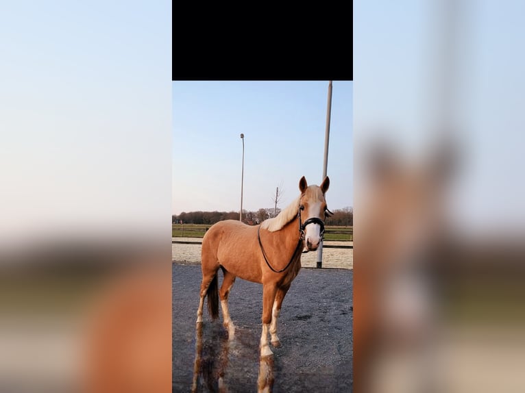 NRPS Merrie 3 Jaar 137 cm Palomino in Siebengewald