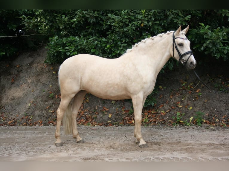 NRPS Merrie 3 Jaar 137 cm Palomino in Hooge Mierde