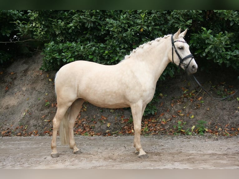 NRPS Merrie 3 Jaar 137 cm Palomino in Hooge Mierde