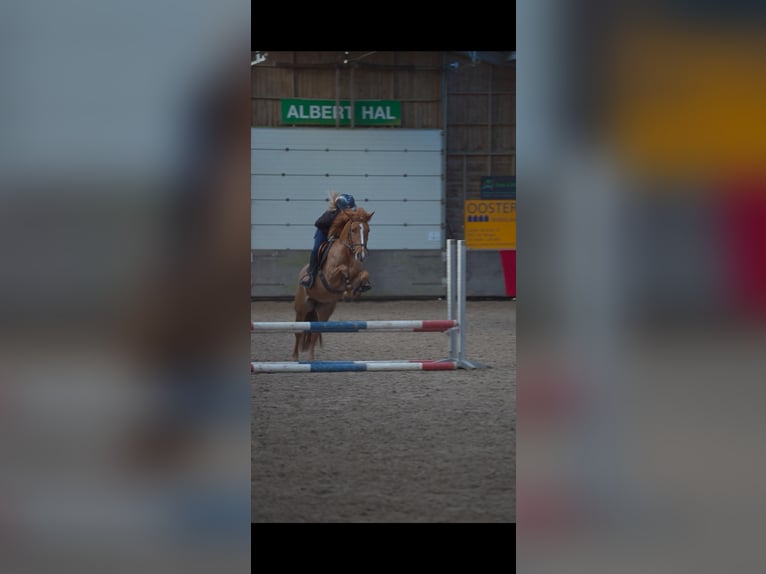 NRPS Merrie 3 Jaar 144 cm Vos in Nieuw-Buinen