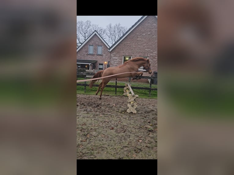 NRPS Merrie 3 Jaar 144 cm Vos in Nieuw-Buinen