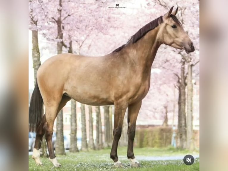 NRPS Merrie 3 Jaar 148 cm Buckskin in Nieuwkoop